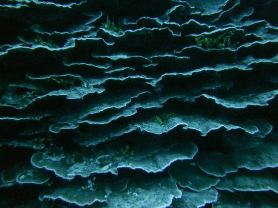 Corais em forma de prateleiras nas águas mais fundas de Honaunau Bay, ao sul de Kona, na Big Island, no Havaí